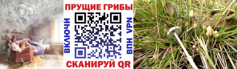 Галлюциногенные грибы прущие грибы  закладка  Навашино 